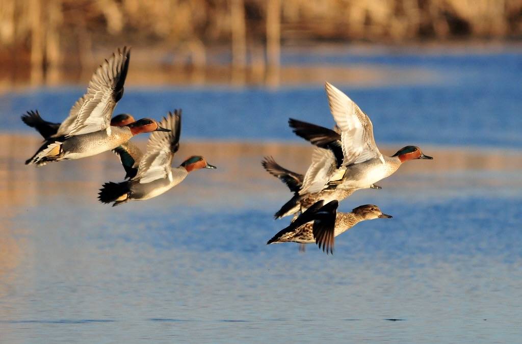 Green-Winged Teal on Seedskadee NWR by Tom Koerner/USFWS Mountain Prairie is licensed under CC BY 2.0.
